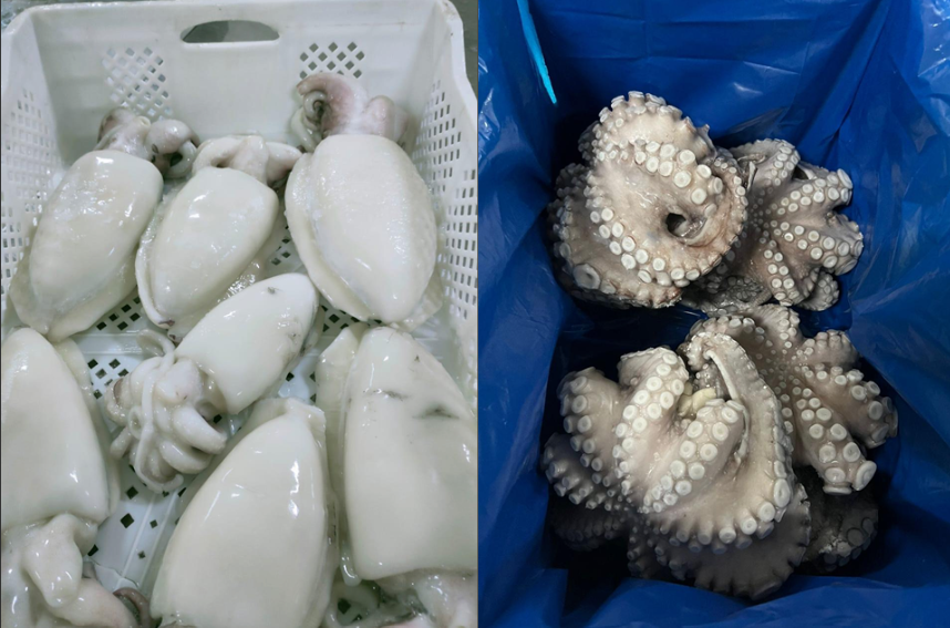 Exporting Cephalopods from Morocco: The International Importer’s Guide