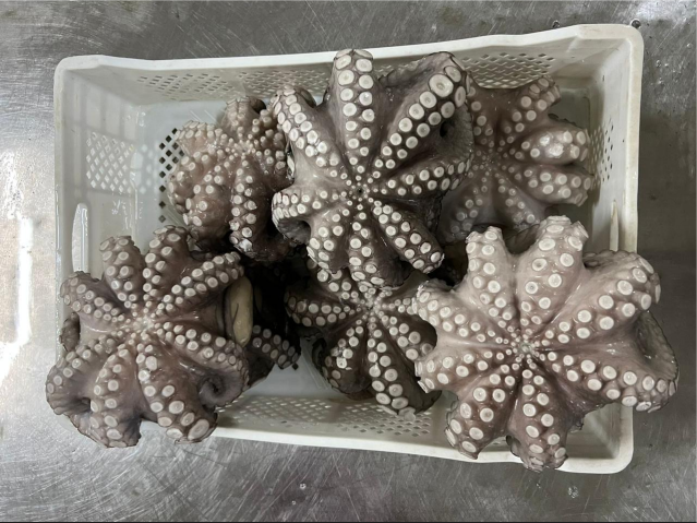 Why Moroccan cephalopods are favored by international importers?