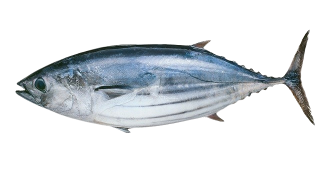 Frozen Moroccan bonito for export