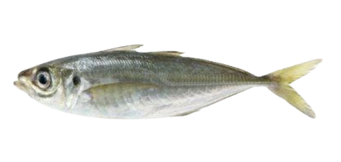 Frozen Moroccan horse mackerel for export