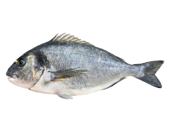 Moroccan gilthead seabream for export