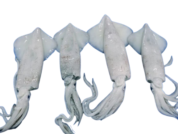 Frozen Moroccan squid for export