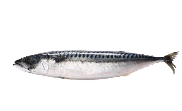 Frozen Moroccan mackerel for export