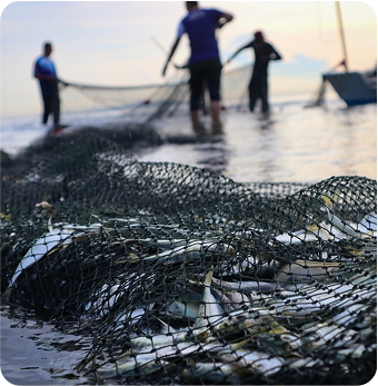 Moroccan fishermen using fishing nets at sea