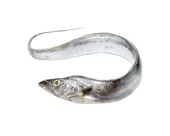 Frozen scabbard fish from Morocco for export