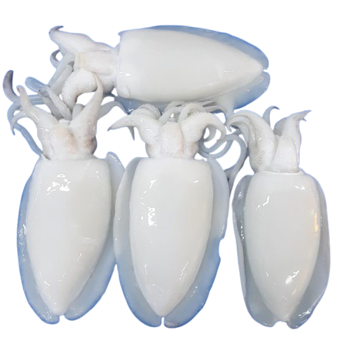 Moroccan cuttlefish IQF export