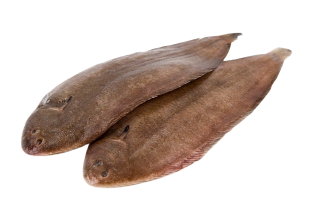 Moroccan sole fish export