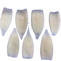 Moroccan squid fillets for export