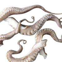 Unpeeled Moroccan octopus for export